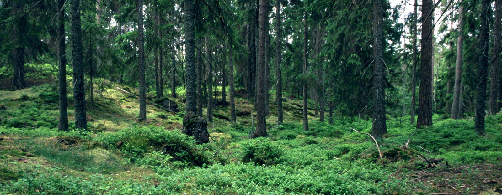 Swedish Forest